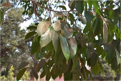 Hydnocarpus laurifolia